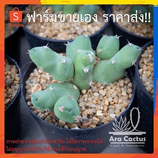 สวนขายเอง! ยูโฟเบียคลาวิโคลา Euphorbia clavicola ไซส์กระถาง 3 นิ้ว แคคตัส กระบองเพชร ต้นไม้ประดับ อวบน้ำ  แคนตัส