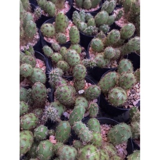 หน่อเด็ดสด ไข่จิ้งจก Opuntia tunilla corrugata