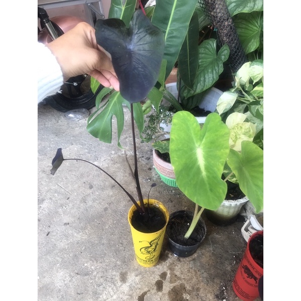 colocasia black coral แถมแนนซี่ ต้นบอนแบลคโครอล ใยสวยมีส้น่ห์เป็นเอกลักษณ์ปลูกไว้ประดับบ้านเพิ่มสเน่