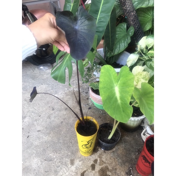 colocasia black coral แถมแนนซี่ ต้นบอนแบลคโครอล ใยสวยมีส้น่ห์เป็นเอกลักษณ์ปลูกไว้ประดับบ้านเพิ่มสเน่ห์