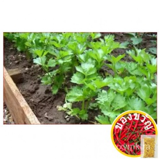 seeds CHINESE CELERY SEED{ BI JI BENIH DAUN CELERY)裙子/文胸/通心菜/男装/种子/玫瑰/生菜/seeds/上衣/花园/ GACF