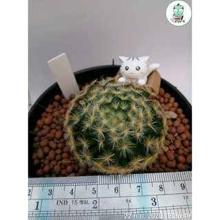 MAMMILLARIA SCHIEDEANA หรือเรียกกันง่ายๆ ว่าแมมขนนกเหลือง