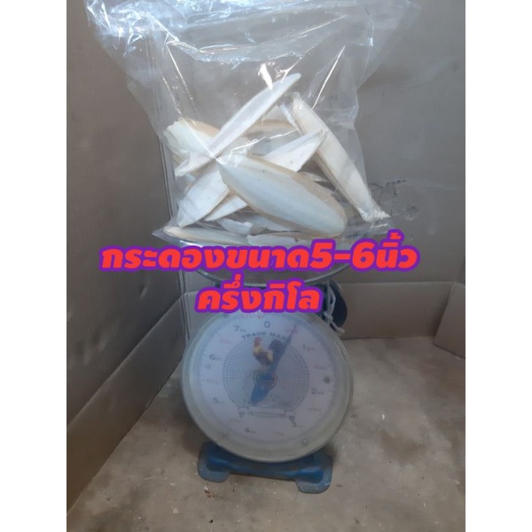 กระดองปลาหมึก ลิ้นทะเล