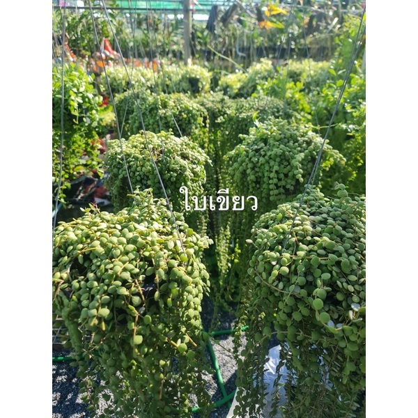 Plants 250 บาท ต้นเดฟกระดุม “ใบเขียว” กระถาง 10” พร้อมแขวน ☘️☘️ Home & Living