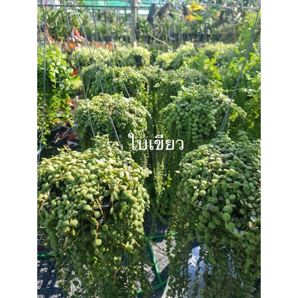 ต้นเดฟกระดุม “ใบเขียว” กระถาง 10” พร้อมแขวน ☘️☘️