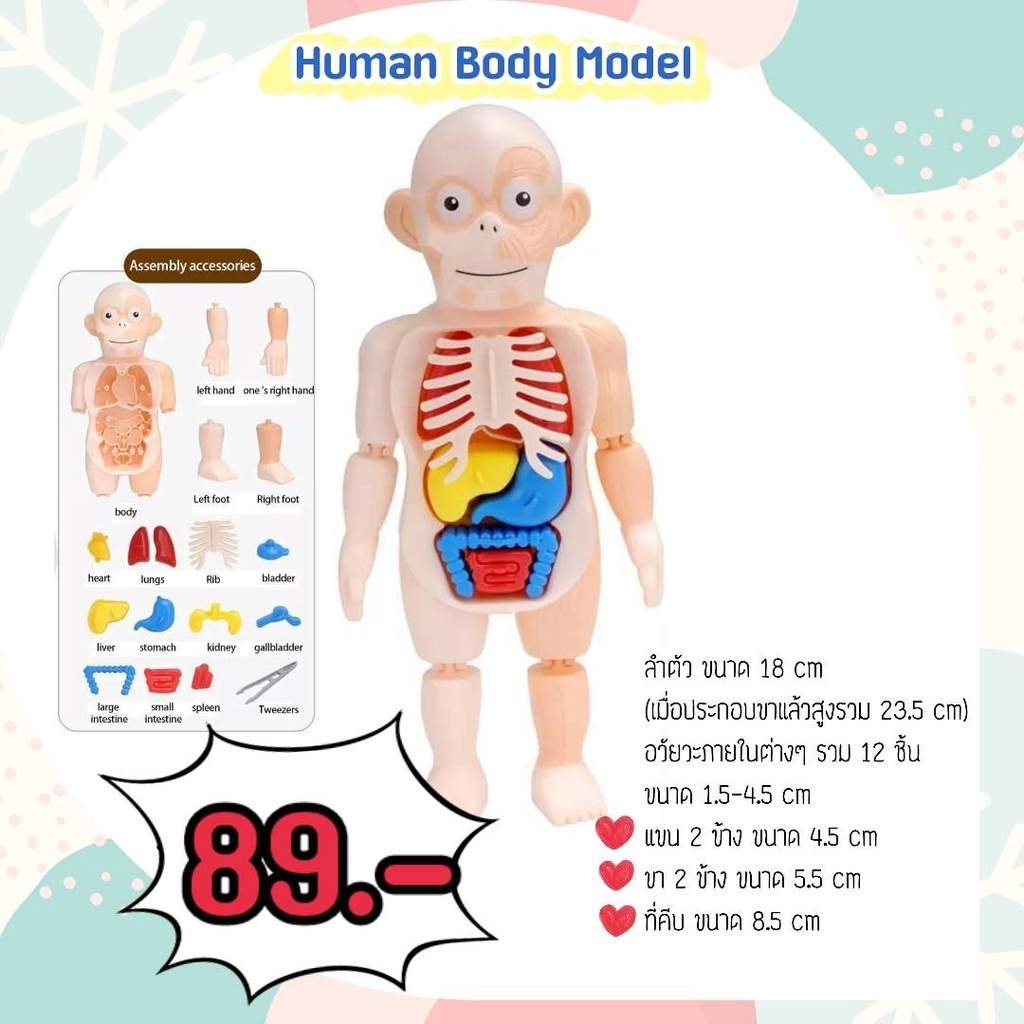 👑Alice&amp;kids👑 Human Body Modelโมเดลร่างกายสำหรับเด็ก