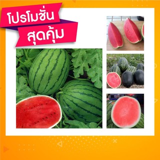 🇹🇭โปร2แถม1✨เมล็ดพันธุ์แตงโม 🍉🍉