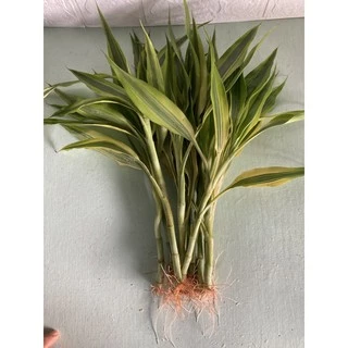 ไผ่กวนอิมสูงประมาณ25-35cm(10ต้น)มีรากแล้วพร้อมสำหรับปลูกลกระถาง ลงแปลงดิน