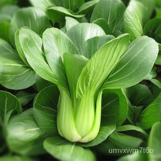 ของแท้ 100% พร้อมสต็อก ผักกาดขาว Pak Choi Seed 200pcs เมล็ด เมล็ดพันธุ์ เมล็ดพันธุ์ผัก บอนไซแคระ บอนไซ บอนไซ เมล็ดบอนสี