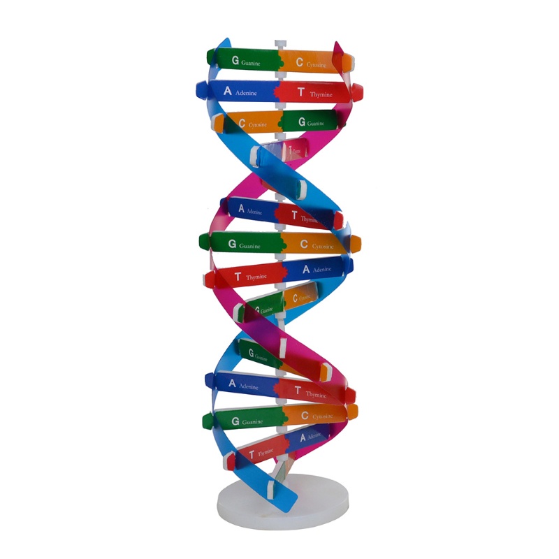 Amoy Assembly DNA Model Double Helix Structure สําหรับก่อนวัยเรียนชุดวิทยาศาสตร์เด็กวัยหัดเดิน