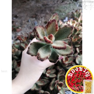 [NEW ARRIVAL ¦Readystock] ตุ๊กตาหมี Teddy Bear Mini Succulent Office Table Plant Real Live Plant สปอตพืชสำนักงานในร่มที่