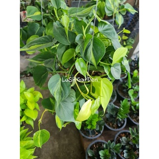 LuSh GarDen ต้นพลูบราซิล (Philodendron Brazil)🌱🌱ในกระถางแขวนสวยๆพุ่มใหญ่ๆ