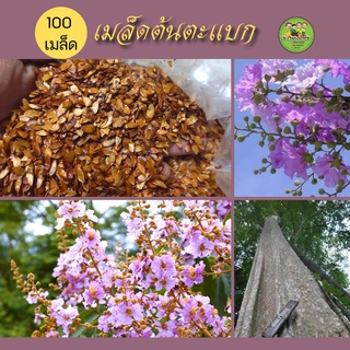 เมล็ดตะเเบก เม็ดต้นตะแบก 100เมล็ด