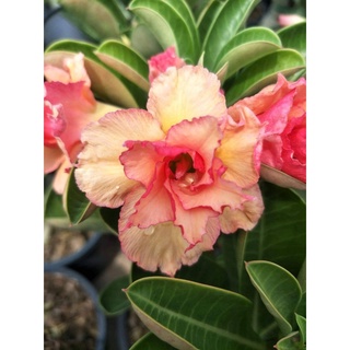 12 เมล็ด เมล็ดพันธุ์ ชวนชม สายพันธุ์ไต้หวัน ดอกสีส้ม Adenium Seeds