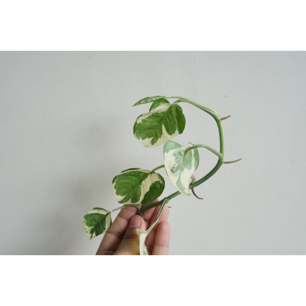 มุมมอง 4