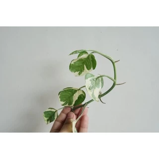 ต้นพลูด่าง (ตัดยอด จำนวน 1 กิ่ง ) สามารถนำไปเลี้ยงในน้ำได้ ต้นไม้ฟอกอากาศ