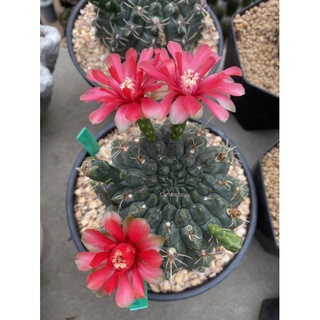 บัลเดียนั่ม ไม้เมล็ด ดอกแดง แคคตัส ยิมโนคาลีเซียม Gymnocalycium Baldiabum ขนาด 4-6 ซม. พร้อมติดดอก