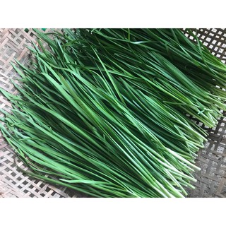 เมล็ดพันธุ์ กุยช่าย ผักแป้น Garlic Chives  1200 เมล็ด [ 10 เเถม 1 คละได้]