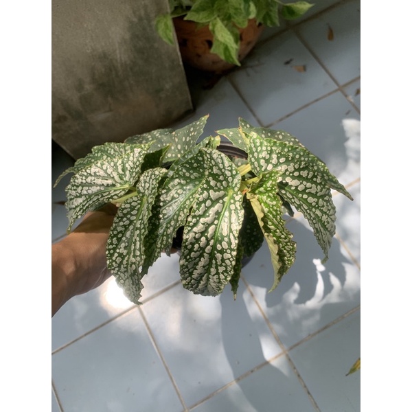 begonia white ice บีโกเนียไวท์ไอซ์ ลายจุด