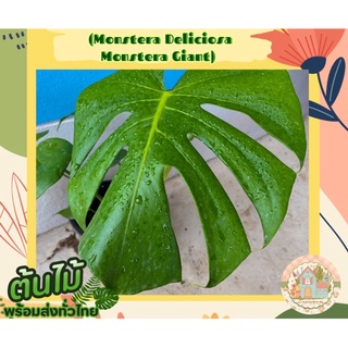 มอนสเตอร่า เดลิซิโอซ่า มอนสเตอร่า ไจแอนท์🍀 (Monstera Deliciosa Monstera Giant) อายุ 4-5 เดือน ใบฉีกแล้วทุกต้น