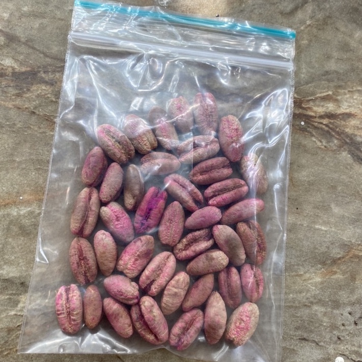 10 เมล็ดอินทผาลัม สายพันธุ์นาบุซซาอีฟ Seeds Nabut Saif  เมล็ดแท้จากต้นเพาะเนื้อเยื้อ
