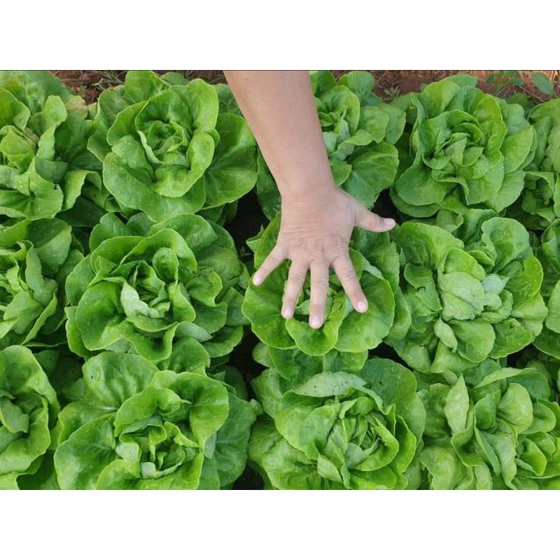 ปุ๋ยหมัก​มูล​เป็ด​​3กิโลส่งฟรี.. ได้ผ่านการหมักแบบธรรมชาติ​แล้วพร้อมใช้ - รูปที่ 4