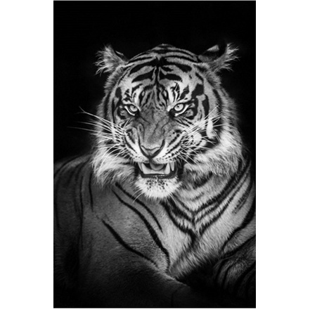DIY 5D 5D รอบลูกปัดเต็มรูปแบบสีดําและสีขาวสัตว์ภาพวาดเพชรภาพวาดลูกปัด