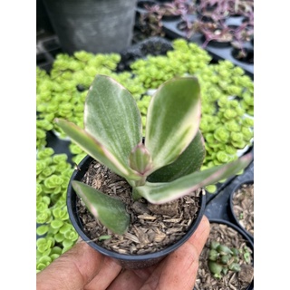 Crassula Ovata var. obliqua tricolor ไม้ด่าง น่ารักๆ กระถาง 2 นิ้ว