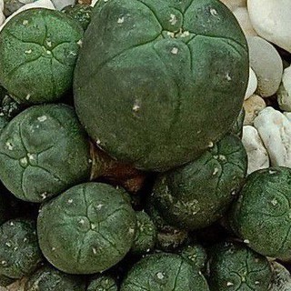 โลโฟโฟล่า วิลเลี่ยม Lophophora williamsii ฟอร์มกอตุ่มหน่อรอบตัวสำหรับวางสวยๆข้างโต๊ะทำงาน