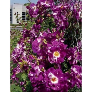 เมล็ดพันธุ์กุหลาบเลื้อยเพอร์เพิล สแปลช (Purple Splash Climbing Rose) บรรจุ 25 เมล็ด ของแท้ คุณภาพดี ราคาถูก นำเข้าจาก