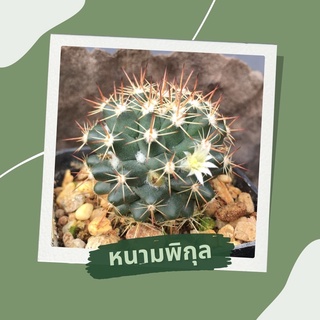 (พร้อมส่ง) แมมหนามพิกุล Mammillaria