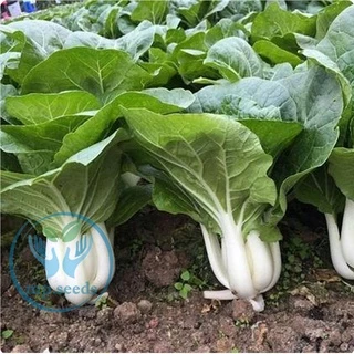 เมล็ดบ๊อกฉ่อย 2,500 - 5,000 เมล็ด เบบี้บ๊อกฉ่อย ผักกวางตุ้งฮ่องเต้ก้านขาว Pakchoi / Bokchoi