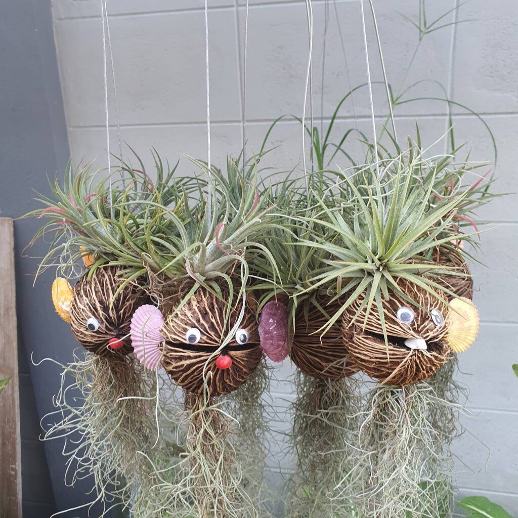 ต้นทิลแลนเซีย เคราฤาษี รูปปลา