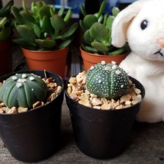 Astrophytum

Cactus กระบองเพชร แอสโตร