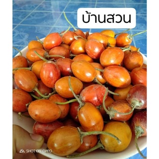 ต้นละมุดสีดา/ละมุดโบราณหายาก