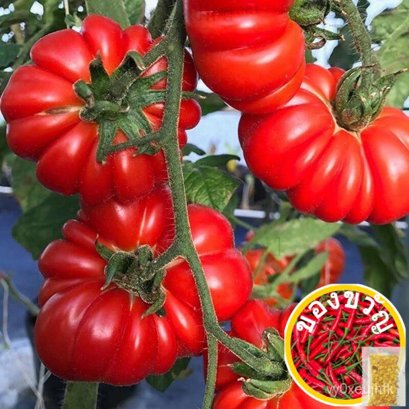 เมล็ด มะเขือเทศ คอสโตลูโต (Costoluto Genovese Tomato Seed) บรรจุ 5 เมล็ด คุณภาพดี ของแท้ 100%เสื้อ/มะละกอ/​​กระโปรง/ผักก