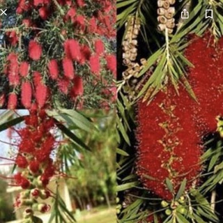 ต้นแปรงล้างขวด สีแดง (Bottle brush) เล็ก Patsorntree