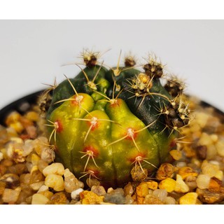 ยิมโน แม่ลูกดกด่าง ขนาดประมาณ 1-2 CM (Gymno Damsii) #แดมซิไอด่าง #cactus #แคตตัส #กระบองเพชร #ไม้อวบน้ำ