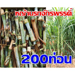 หญ้านรกจักรพรรดิ์ 200 ท่อน