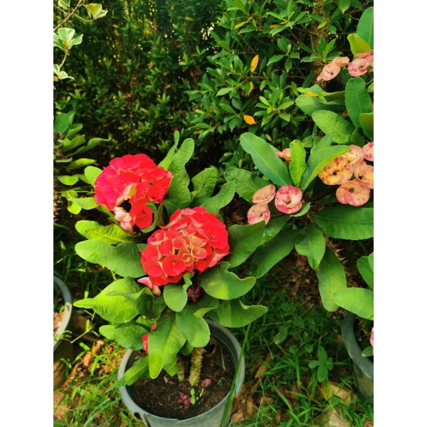 ต้นโป๊ยเซียน มีทั้งโป๊ยเซียนแคระ และแบบดอกใหญ่ๆ มีคละแบบคละสี(ราคาไม่รวมกระถางนะค่ะ จัดส่งแบบห่อตุ้ม