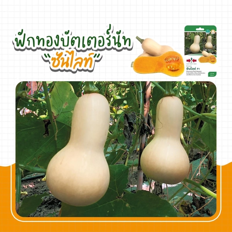 เมล็ดพันธุ์ฟักทอง ฟักทองบัตเตอร์นัท F1 (แบบซอง) เมล็ดฟักทองถุงทอง ฟักทองซันไลท์ เมล็ดพันธุ์ผักสวนครัว ตราศรแดง ราคา ถูกที่สุด ดีลบีเคเค แกลเลอรีภาพที่ 3
