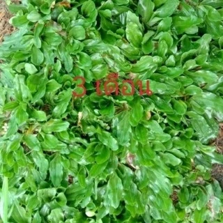 หญ้าไทเป 12ตรม. 6กิโล ถูกที่สุด สวยจริงตรงปก