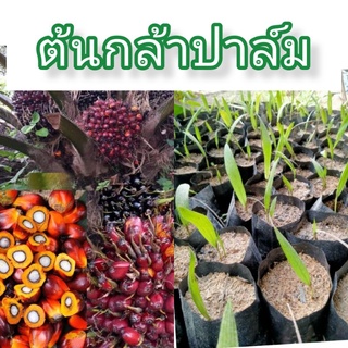 ต้นกล้าปาล์ม/ปาล์มน้ำมัน/พืชเศรษฐกิจ/ราคาถูก