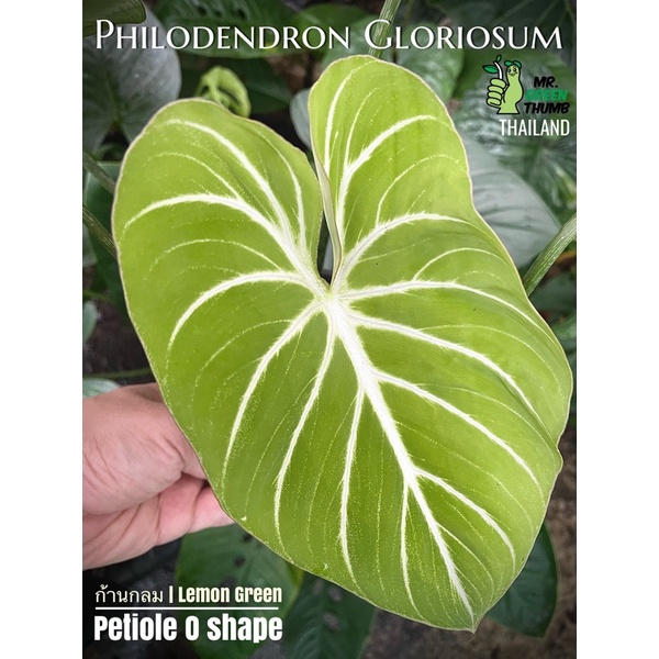 Philodendron gloriosum ก้านกลม 6 ใบ เขียวเลมอนสว่างจ้าออร่าพุ่ง