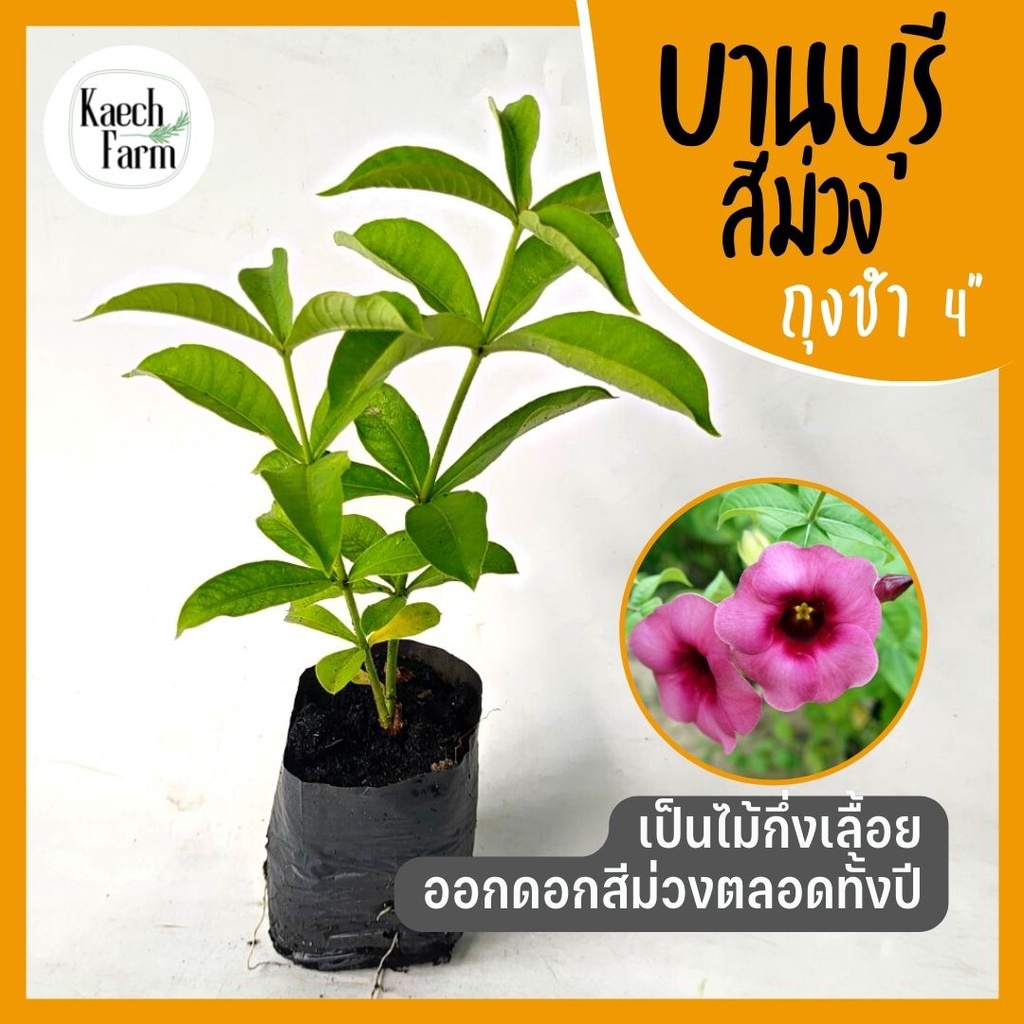 ต้นบานบุรีม่วง ให้ดอกสีชมพูม่วง ออกดอกตลอดปี ปลูกง่าย โตไว ต้นไม้มงคล  ในถุงขนาด 2 ไม้ดอกสวยแข็งแรงทนแดดและโรค ดีมาก | Shopee Thailand