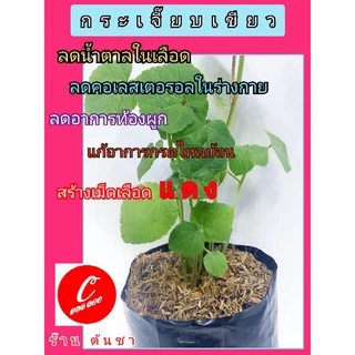 🌈 กระเจี๊ยบเขียว พืชสมุนไพรต้านโรค บำรุงสุขภาพ