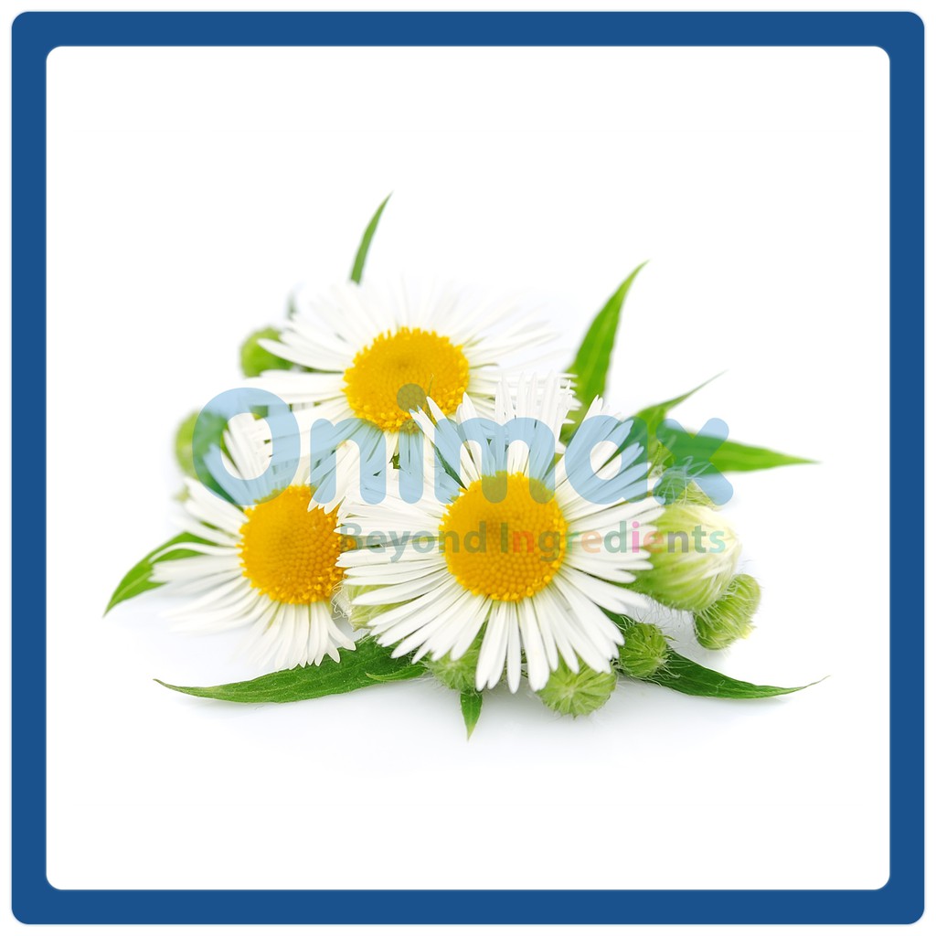 สารสกัดจากดอกคาโมมายล์ Chamomile extract 100ml.