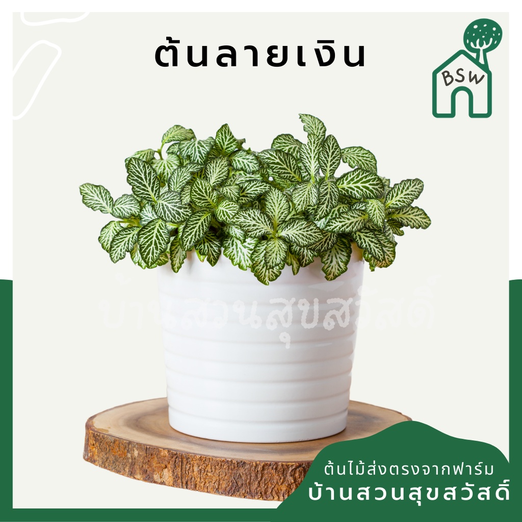 ลายเงิน ในกระถางพร้อมตั้ง ต้นไม้มงคล