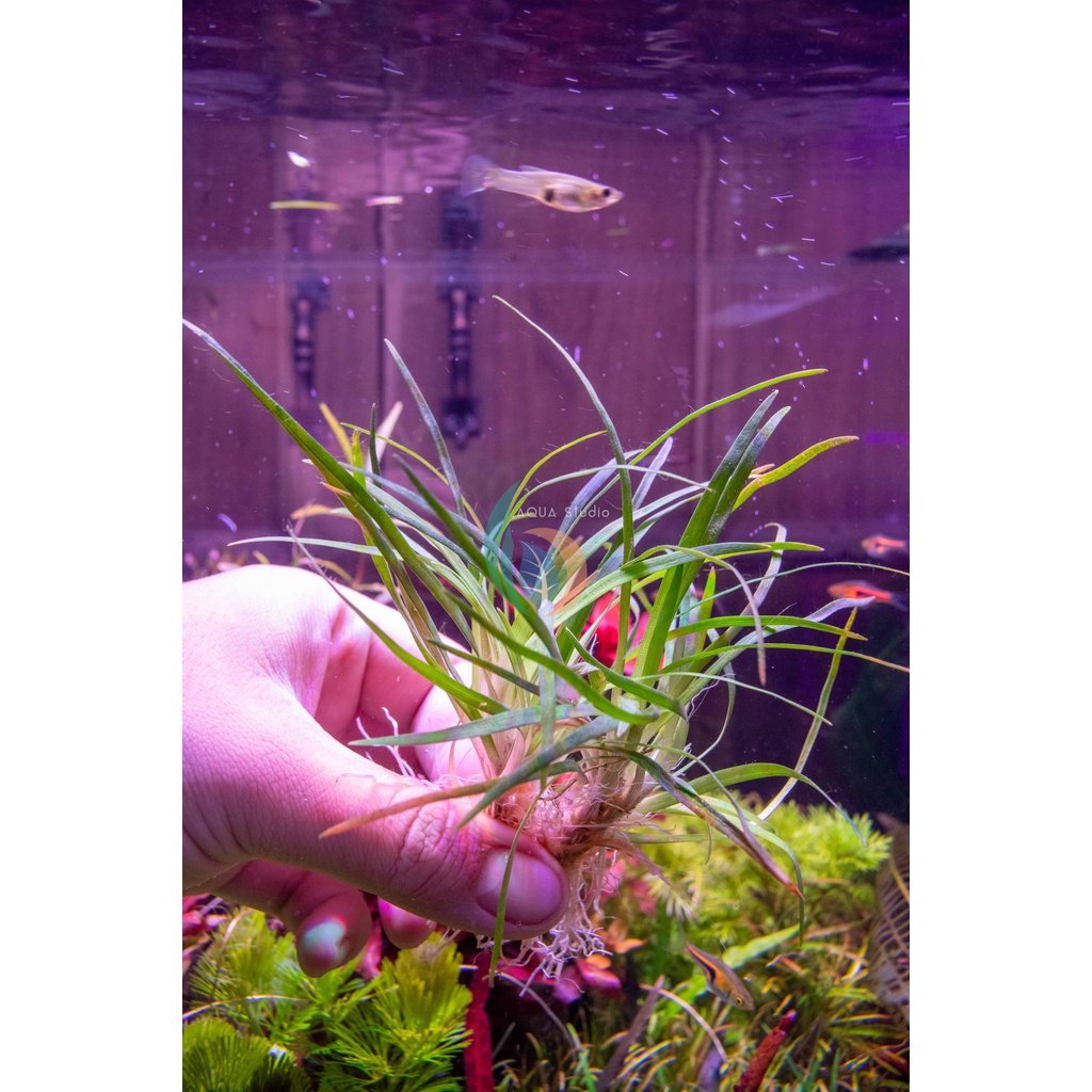 ต้นไม้น้ำ กระดุมเวียดนาม Eriocaulon sp. "Vietnam"