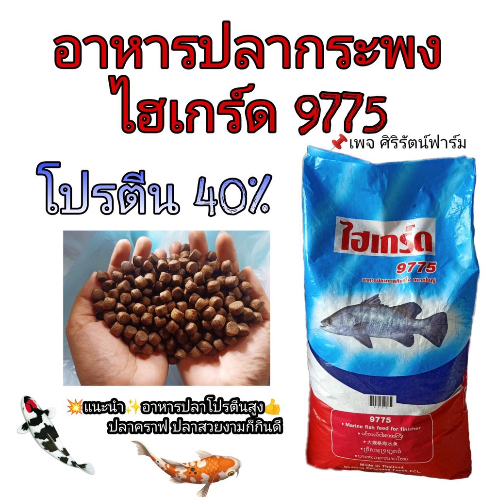 อาหารปลากระพง ไฮเกร์ด แบ่งขาย 1 กก. อาหารปลาทะเล